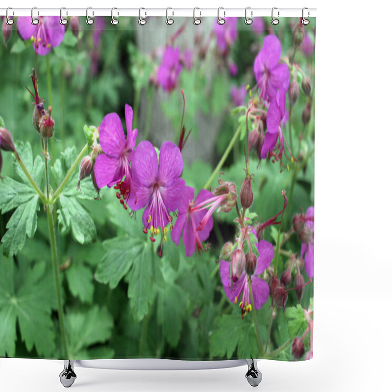 Personality  Purple Blossoms Of Blooming Geranium Macrorrhizum. Shower Curtains