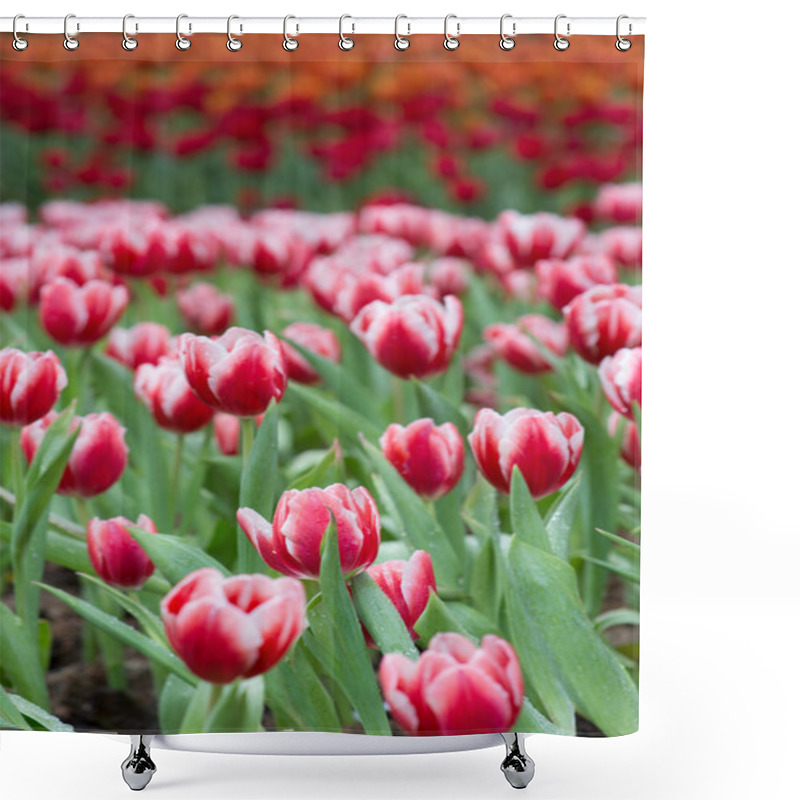 Personality  Tulip Shower Curtains