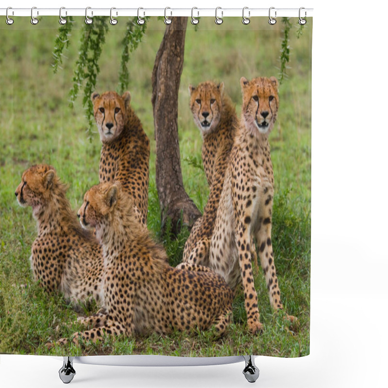 Personality  A Flock Of Cheetahs In Its Habitat Shower Curtains