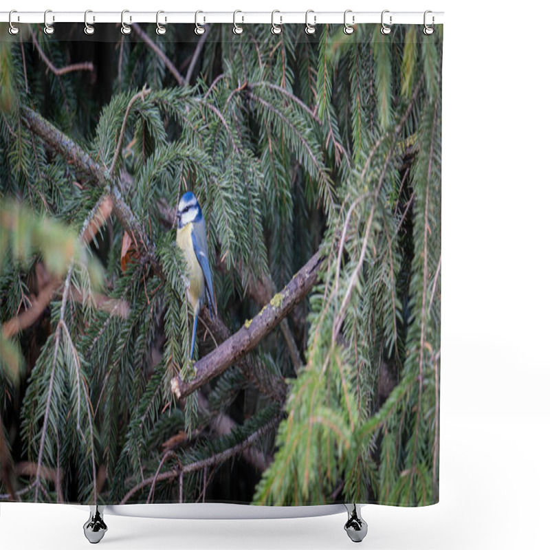 Personality  Birds Perched Among The Lush Green Branches Of A Spruce Tree, Showcasing A Tranquil Moment In Nature's Beauty Shower Curtains