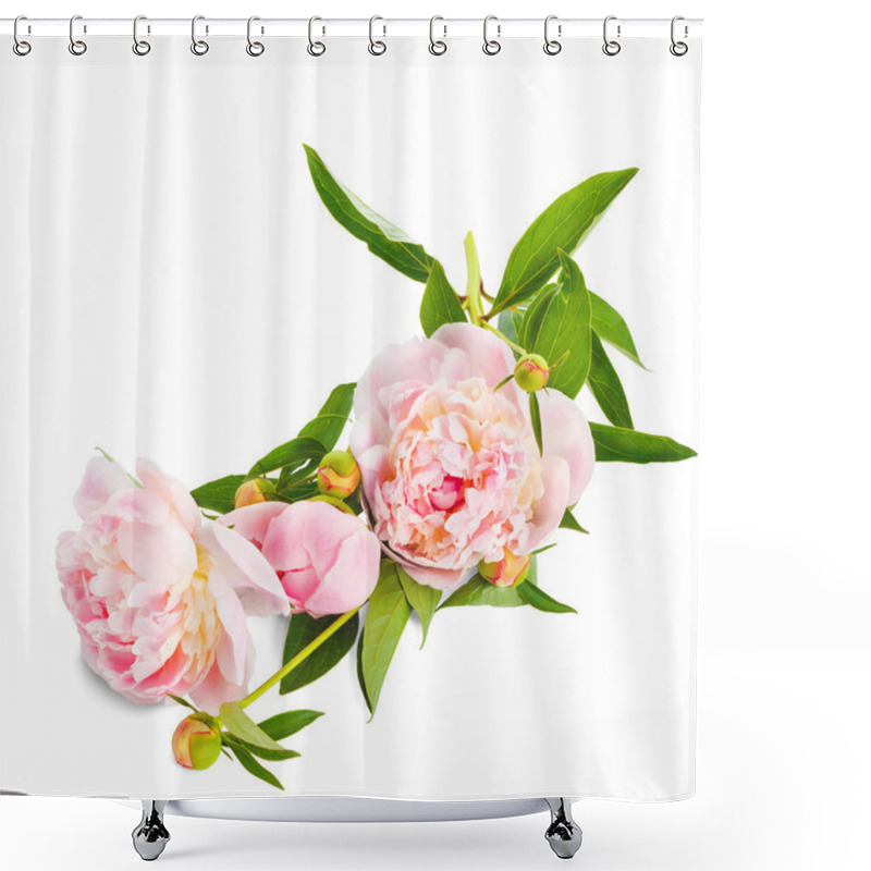 Personality  The Pink Peony On White Background. Shower Curtains