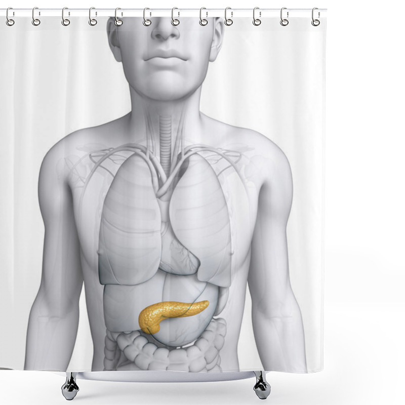 Personality  Male Pancreas Anatomy Shower Curtains