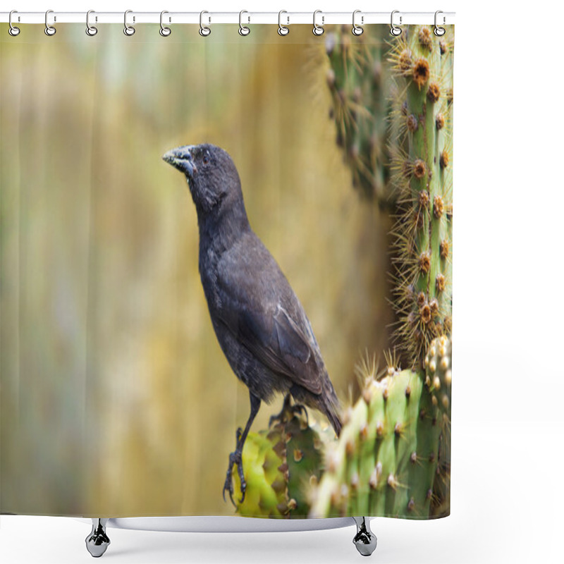 Personality  Galapagos Common Cactus Finch Shower Curtains