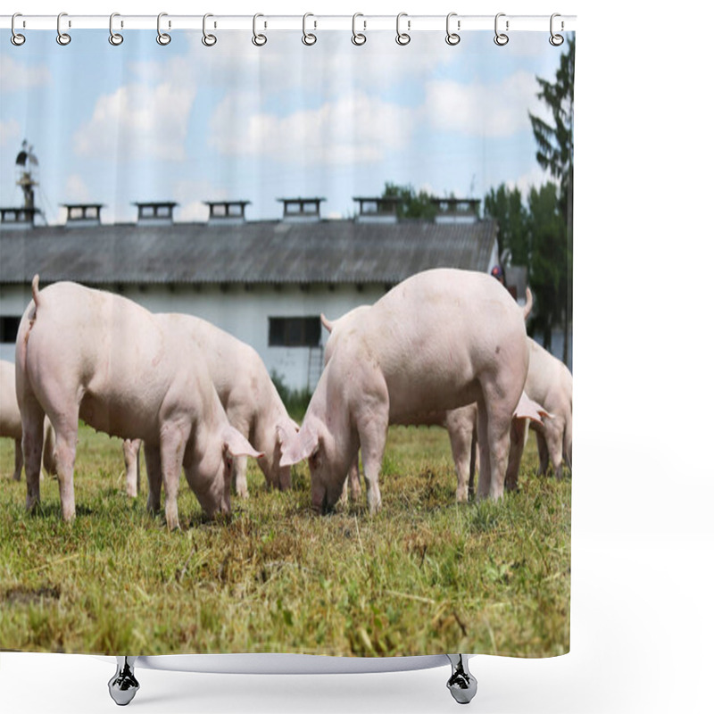 Personality  Group Of Small Pigs Eating Fresh Green Grass On The Meadow  Shower Curtains