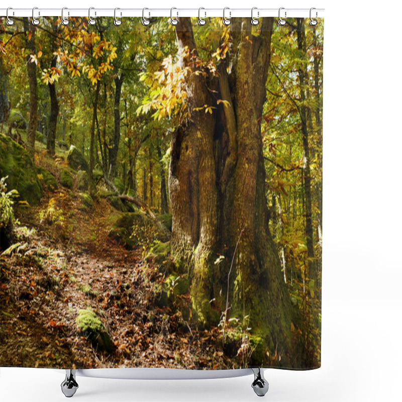 Personality  Old Chesnut Tree Shower Curtains