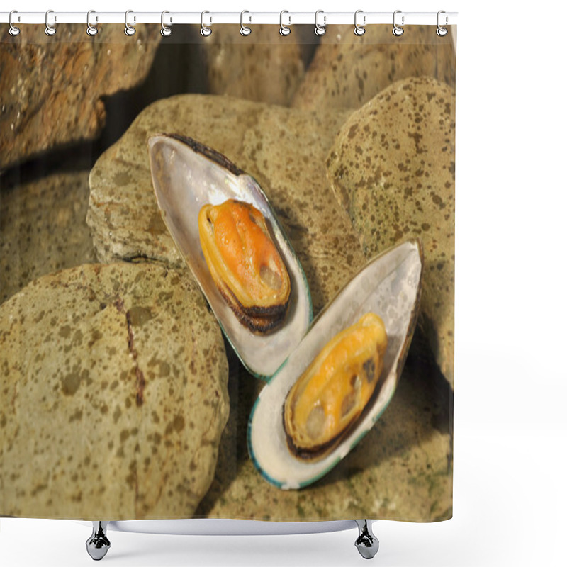 Personality  New Zeland Greenshell Mussels Shower Curtains