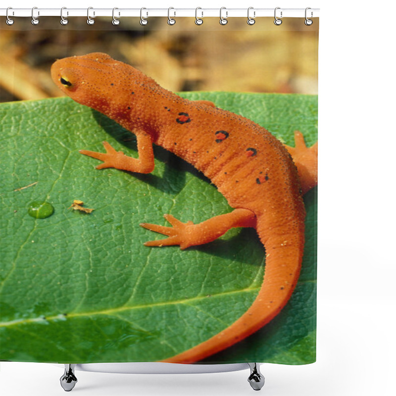 Personality  Red Spotted Newt On Leaf Shower Curtains