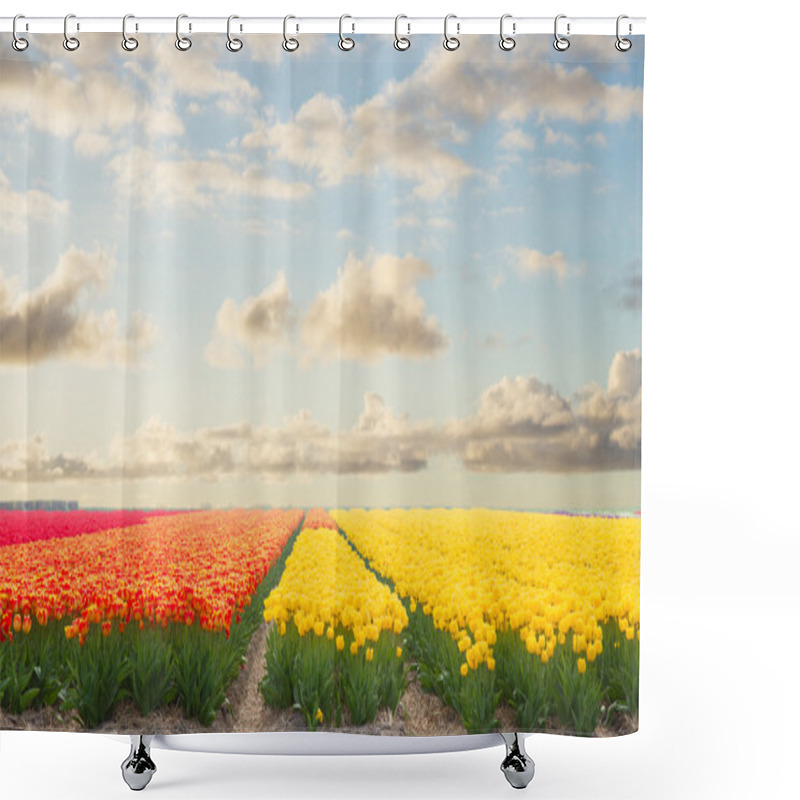 Personality  Dutch Yellow Tulip Fields In Sunny Day Shower Curtains