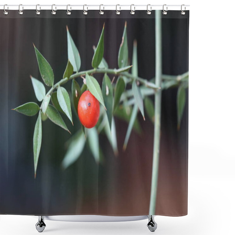 Personality  Branch Of Buther's Broom (ruscus Aculeatus) With Red Berry Shower Curtains