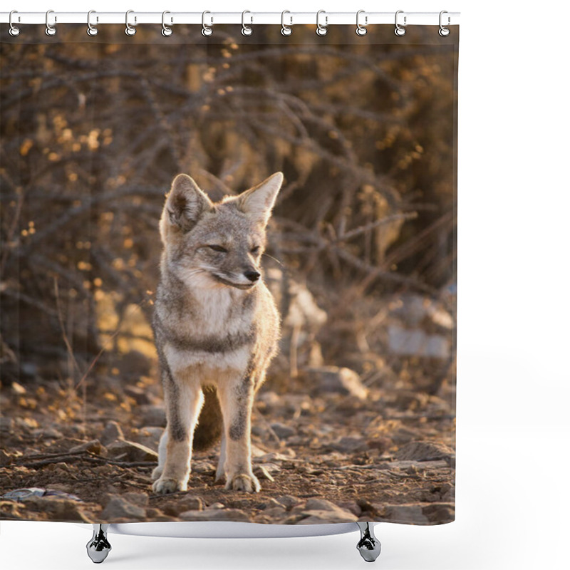 Personality  Fox Zorro Chilla In Atacama Desert Chile Shower Curtains