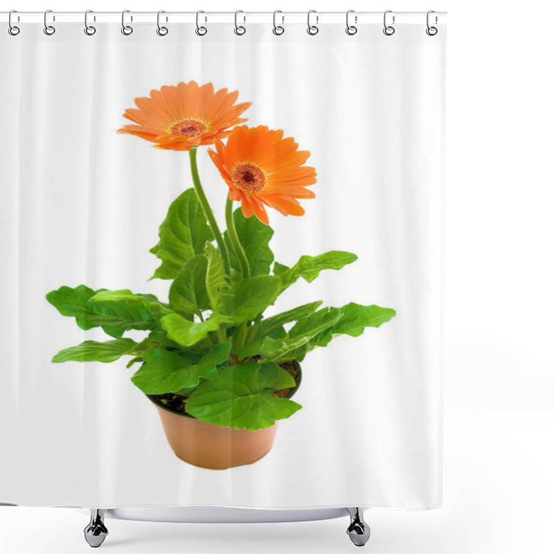 Personality  Gerbera In A Flower Pot On White Background Shower Curtains