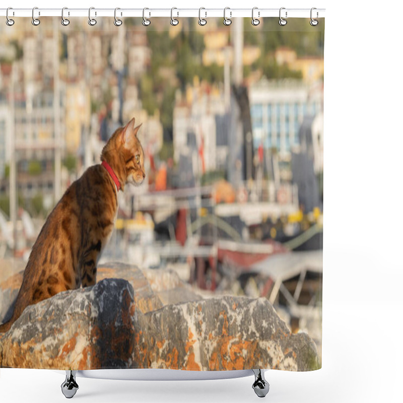 Personality  A Domestic Cat Sits Among The Stones In The City's Seaport. Side View. Shower Curtains