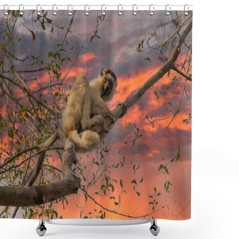 Personality  One Little Lemur On The Branch Of A Tree In The Rainforest Madagascar. Shower Curtains