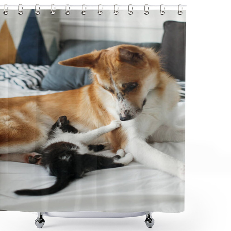 Personality  Cute Kitty And Golden Dog Playing On Bed With Pillows In Stylish Room. Adorable Black And White Kitten And Puppy With Funny Emotions Having Fun On Blanket. Cozy Home, Friends Shower Curtains