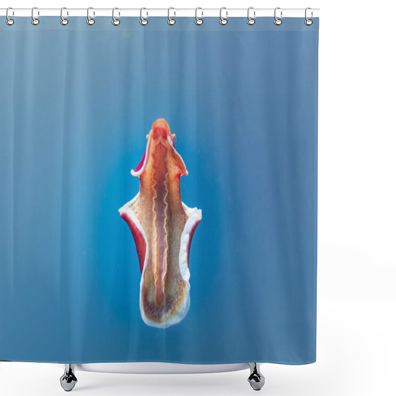 Personality  Spanish Dancer, Hexabranchus Sanguineus, Isolated On Blue Water Background. The Spanish Dancer Is A Dorid Nudibranch, A Very Large And Colorful Sea Slug, A Marine Gastropod Mollusk  Shower Curtains