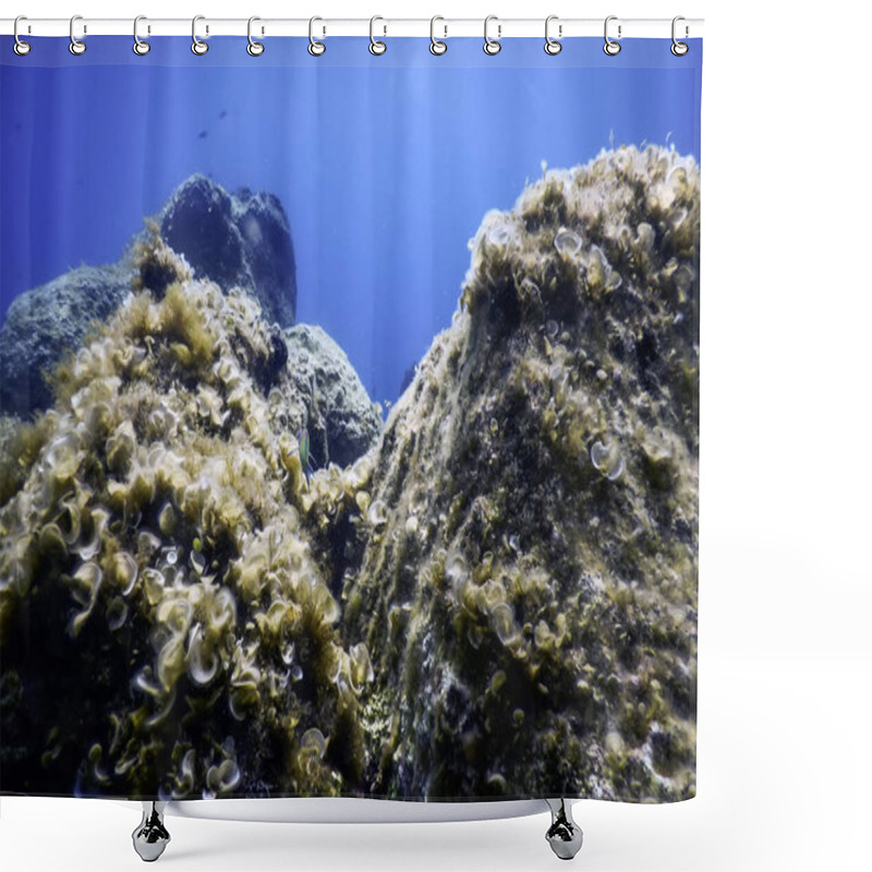 Personality  Rocks At Bottom Of Ocean Floor, Underwater Life Shower Curtains