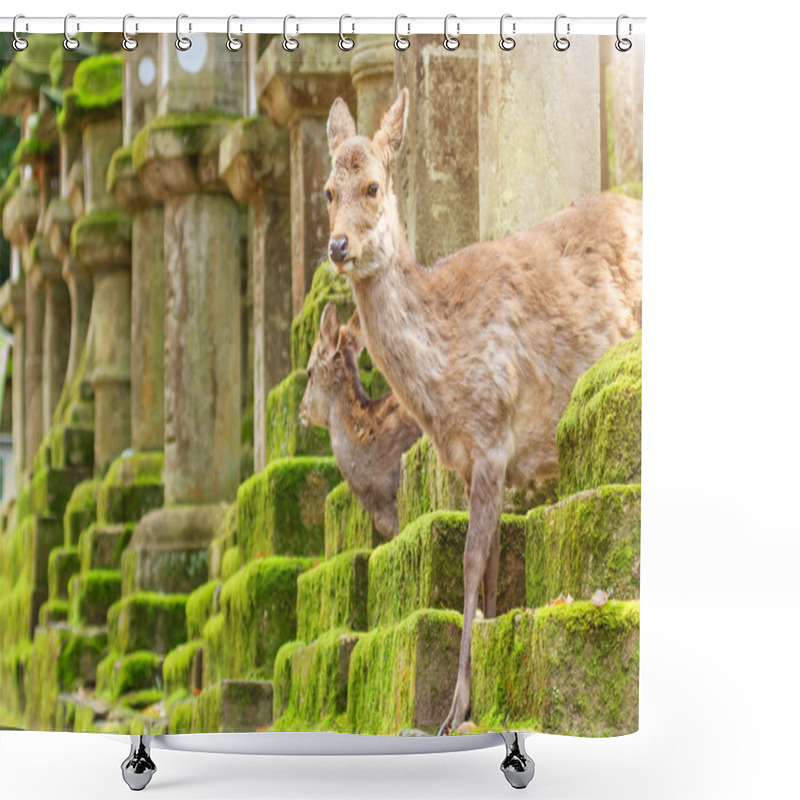 Personality  Young Deer In Nara Park, Japan. The Deer, The Symbol Of The City Of Nara Shower Curtains