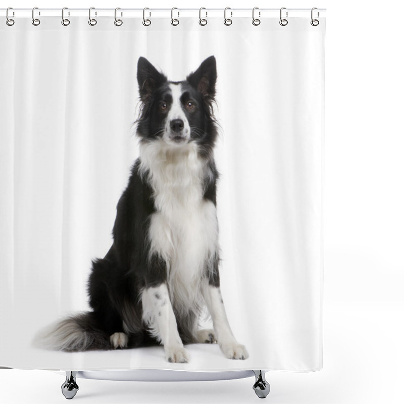 Personality  Border Collie (4 Years) Shower Curtains