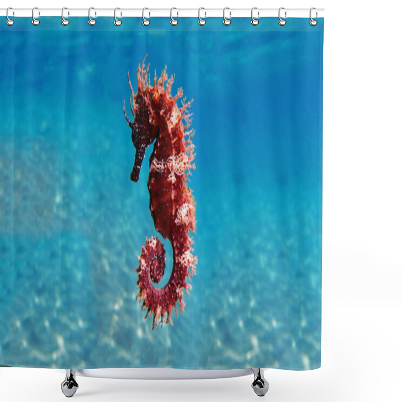 Personality  Mediterranean Seahorse - Hippocampus Guttulatus Shower Curtains