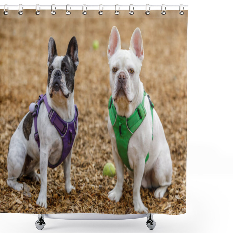 Personality  French Bulldog And Boston Terrier Mix Brother (right) And Sister (left). Off-leash Dog Park In Northern California. Shower Curtains