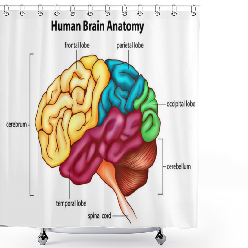 Personality  The Human Brain Shower Curtains