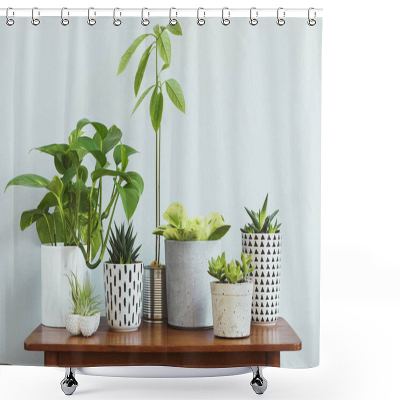 Personality  Stylish And Botany Composition Of Home Interior Garden Filled A Lot Of Plants In Different Design, Elegant Pots And Avocado Plant On The Retro Table. Gray Backgrounds Walls. Spring Blossom. Template. Shower Curtains