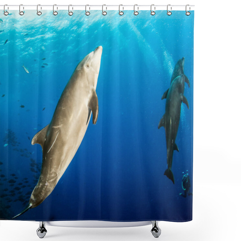 Personality  Bottlenose Dolphin During A Scuba Dive Shower Curtains