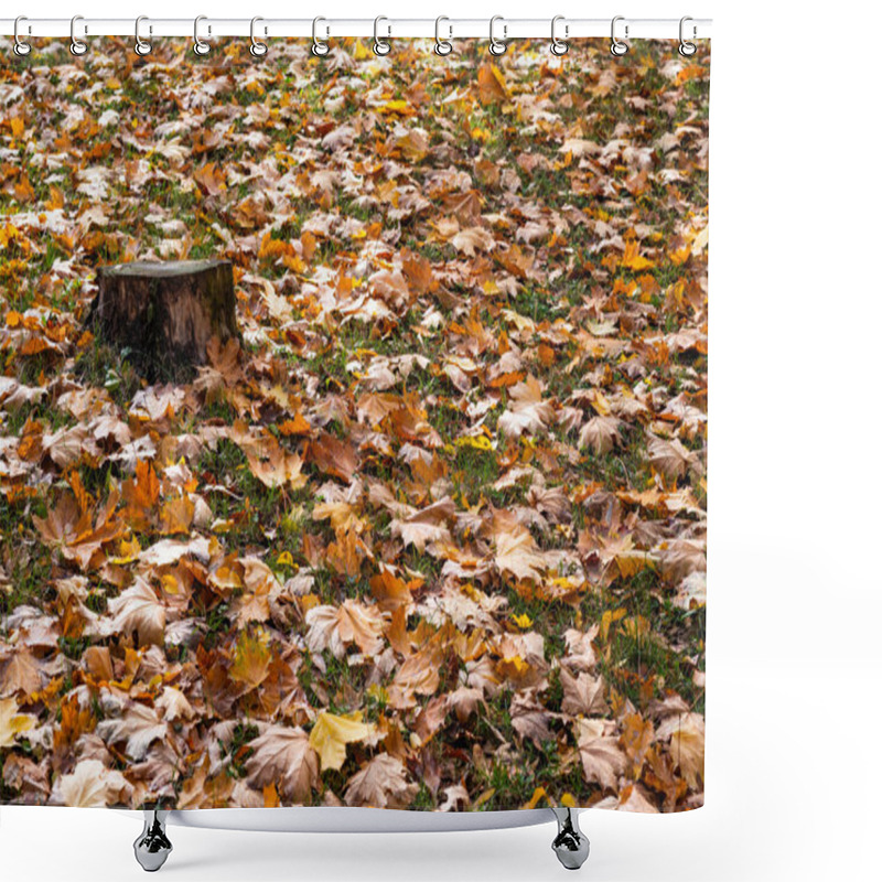 Personality  A Tree Stump Surrounded By Fallen Autumn Leaves. Shower Curtains