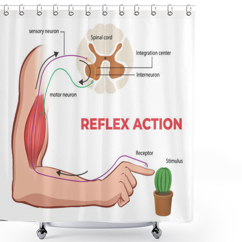 Personality  Illustration Of Reflex Arc Diagram Shower Curtains