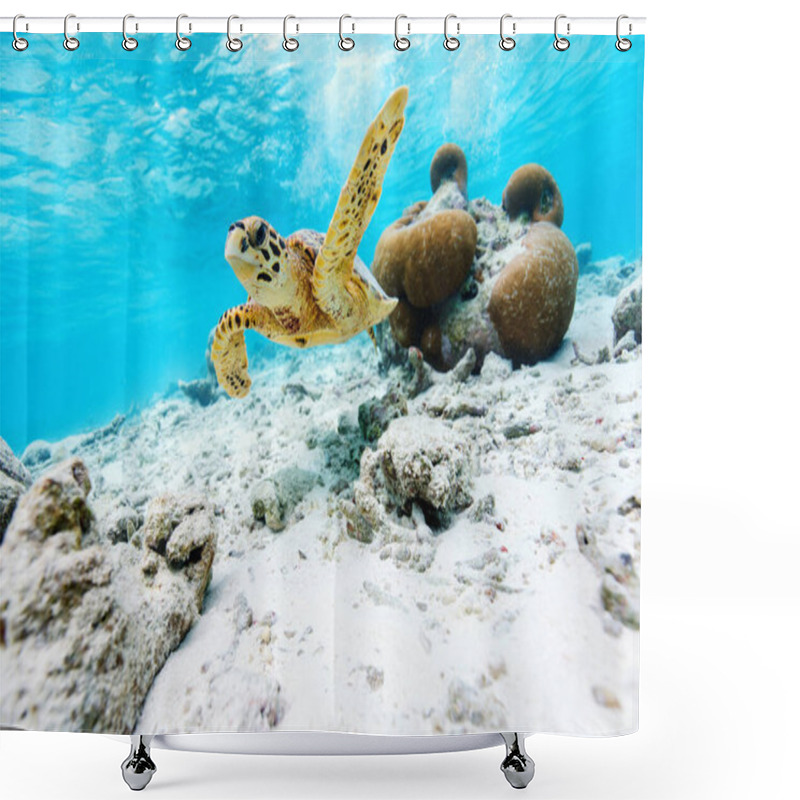 Personality  Hawksbill Sea Turtle Swimming At Coral Reef In Tropical Ocean In Maldives Shower Curtains