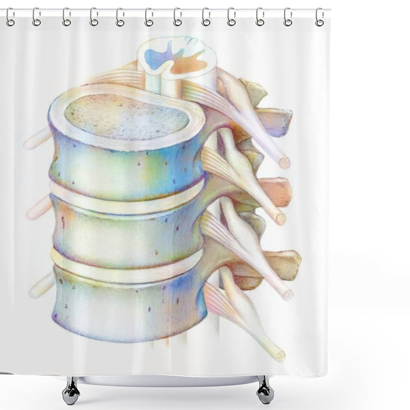 Personality  Spine: Lumbar Vertebrae And Spinal Cord. Shower Curtains