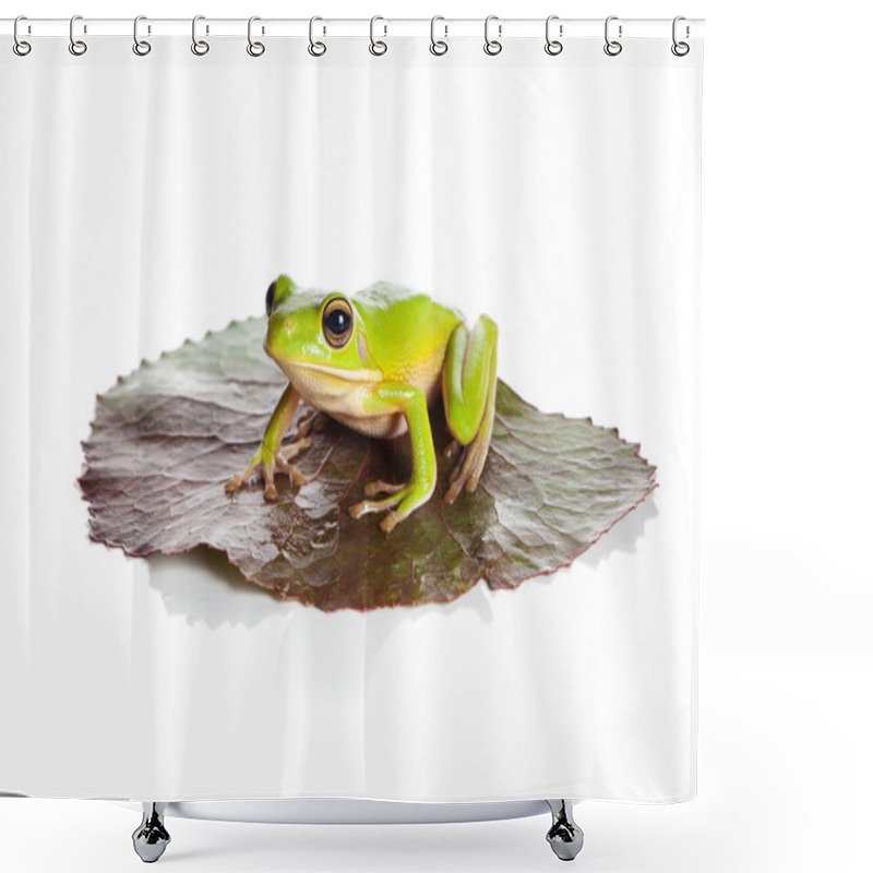 Personality  Isolated Frog On Leaf Shower Curtains