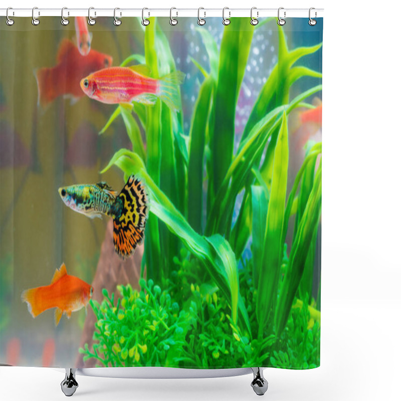 Personality  Little Fish In Fish Tank Or Aquarium, Gold Fish, Guppy And Red Fish, Fancy Carp With Green Plant, Underwater Life Concept. Shower Curtains