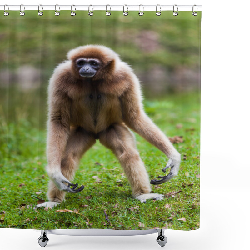 Personality  Cheeked Gibbon Shower Curtains