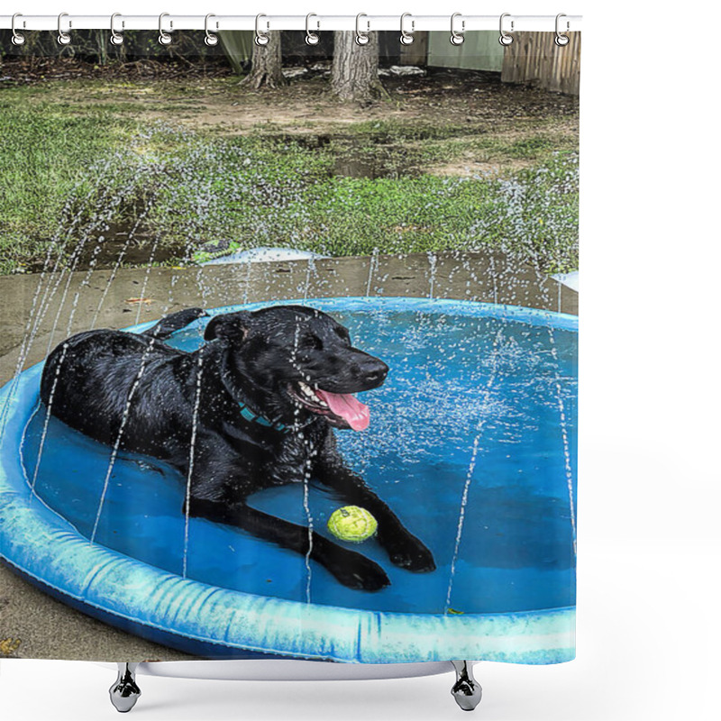 Personality  Jet Black Retriever Relaxes And Cools Off In His Pool With Sprinklers. Shower Curtains