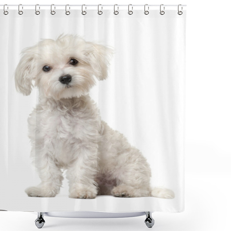 Personality  Maltese Puppy, 6 Months Old, Sitting In Front Of White Background Shower Curtains