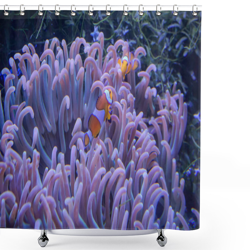 Personality  Clown Fish With Sea Anemone Coral At Dark Light Aquarium Shower Curtains