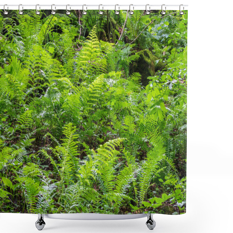 Personality  Pteridium Aquilinum Or Bracken, Brake Or Common Bracken, Also Known As Eagle Fern, And Eastern Brakenfern Shower Curtains