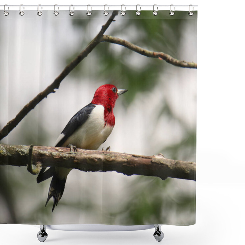 Personality  Red-headed Woodpecker (melanerpes Erythrocephalus) Shower Curtains