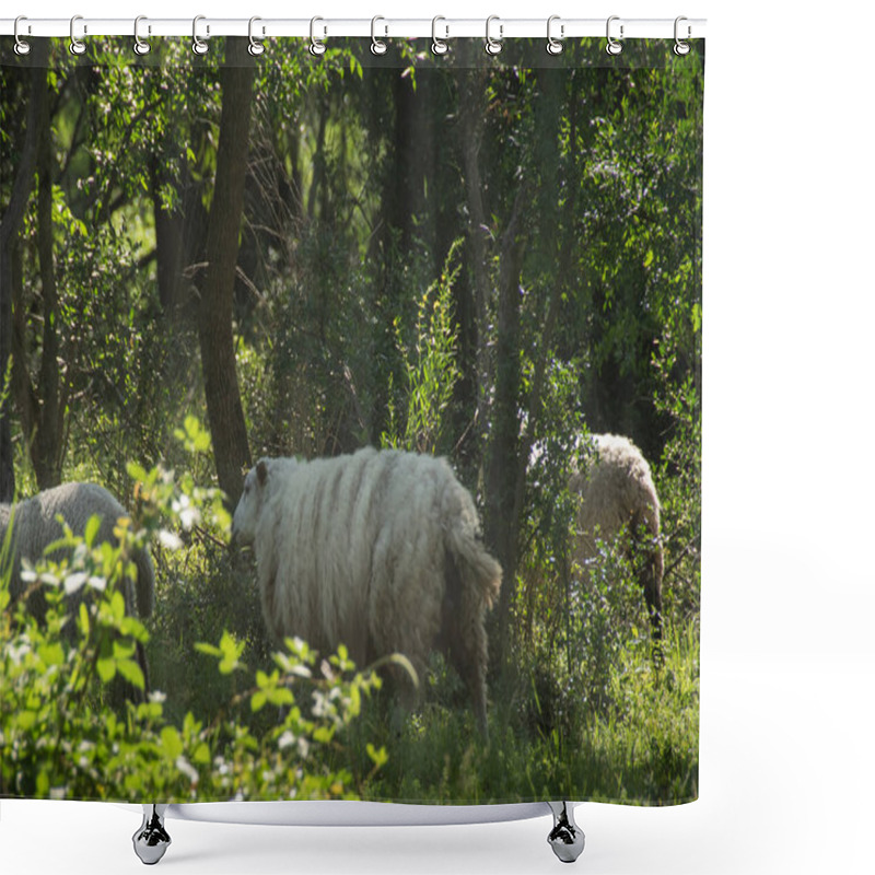 Personality  Free Sheeps At Gallery Forest Near Santa Lucia River At Los Cerrillos, Canelones, Uruguay Shower Curtains