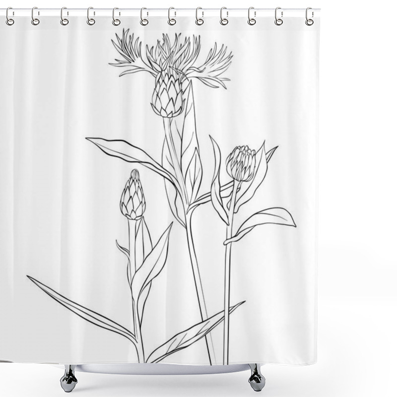 Personality  Vector Drawing Flowers Of Cornflower Shower Curtains