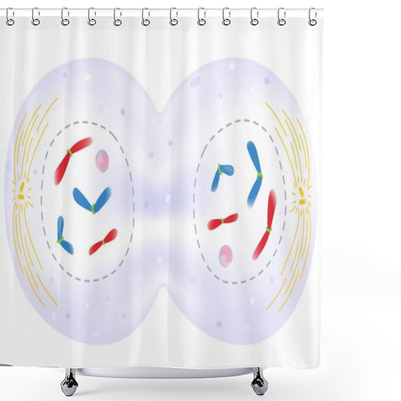 Personality  Telophase Is The Phase Of The Cell Cycle. Shower Curtains