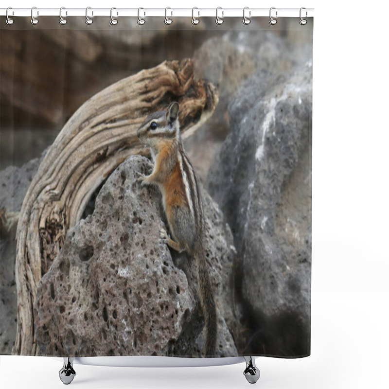 Personality  Cliff Chipmunk (tamias Dorsalis) Shower Curtains