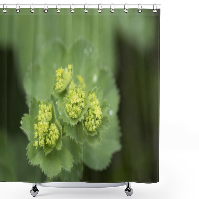 Personality  Closeup Of Mantle Flowers (Alchemilla Mollis) In Water Drops After Rain. Lady's-mantle - Perennial Garden Ornamental Plant. Selective Focus. Shower Curtains