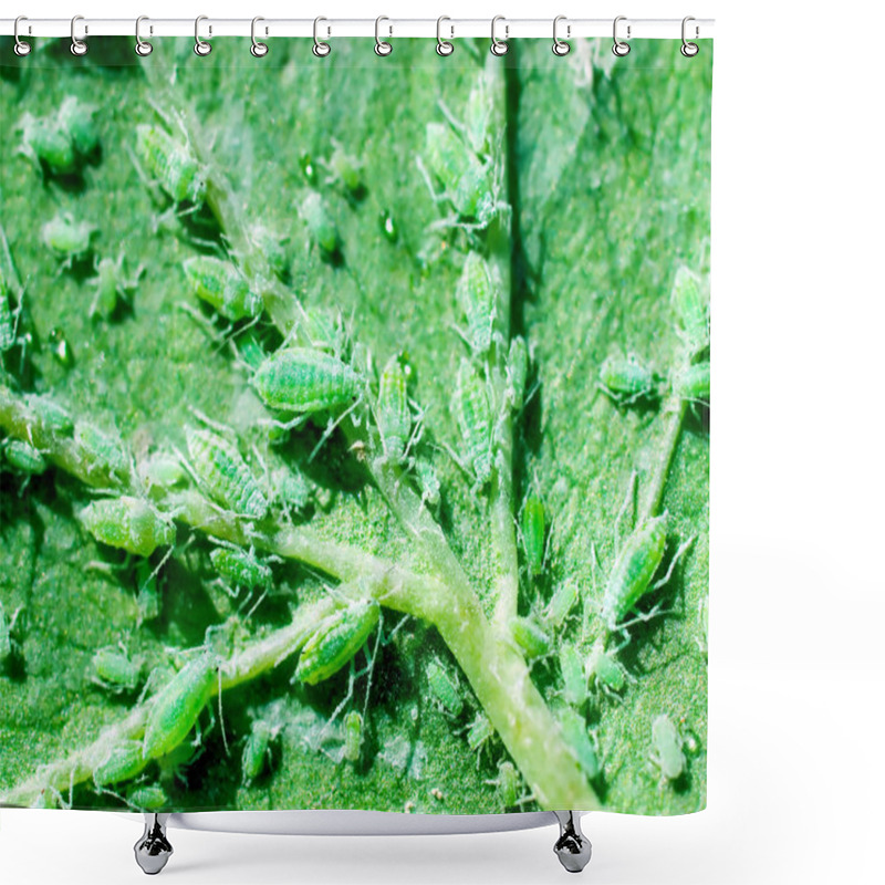 Personality  Greenfly. Shower Curtains