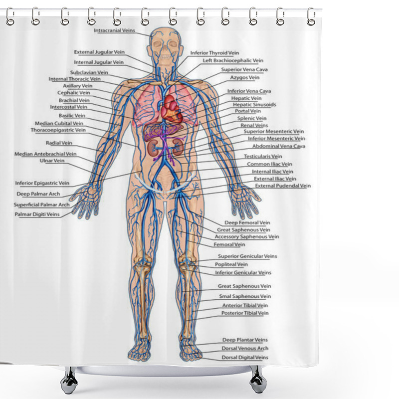 Personality  Human Bloodstream - Didactic Board Of Anatomy Of Blood System Of Human Circulation Sanguine, Cardiovascular, Vascular And Venous System Shower Curtains