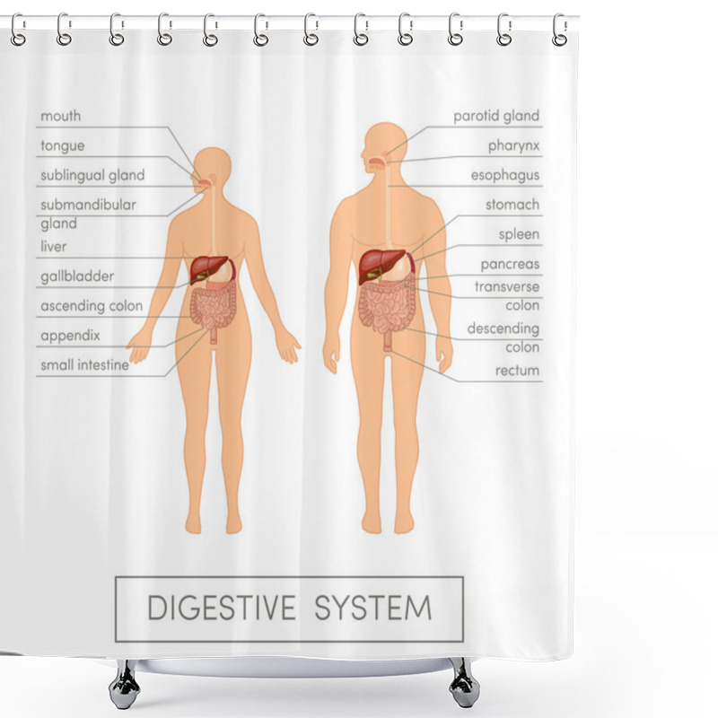 Personality  Digestive System Of Human Shower Curtains