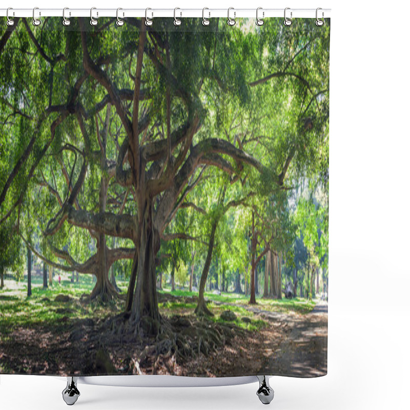 Personality  Ficus Benjamina With Long Branches In Botanical Shower Curtains