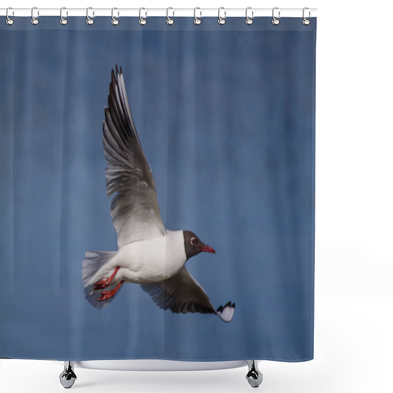 Personality  Black-headed Gull Bird, Chroicocephalus Ridibundus. Shower Curtains