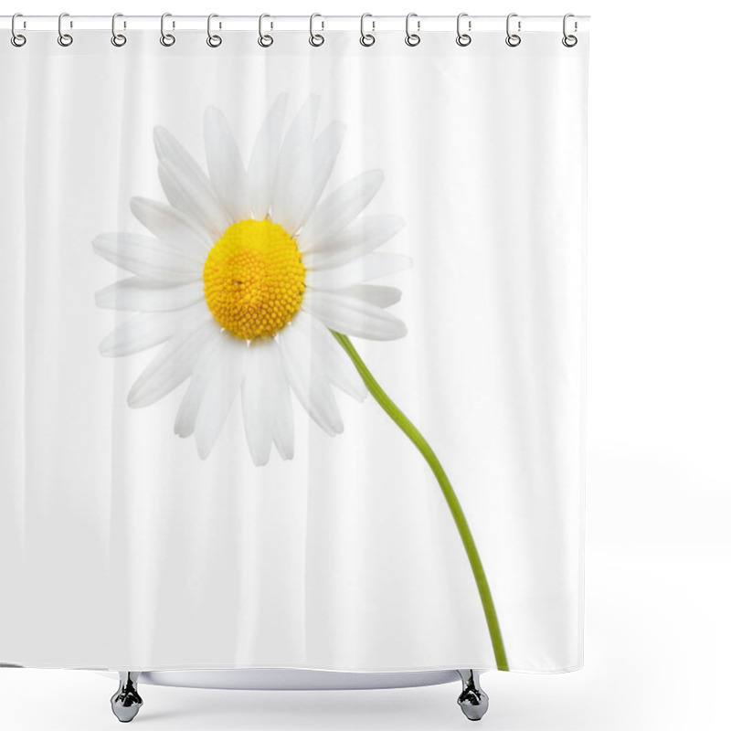 Personality  One White Daisy Flower Isolated On White Background Shower Curtains